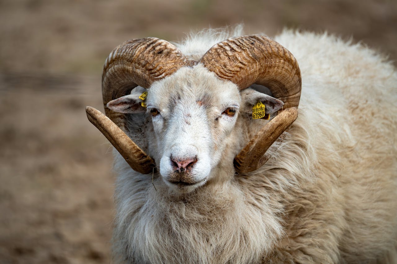 our-services-1 Close-up of a ram with impressive horns, highlighting its woolly coat and tag on ear.