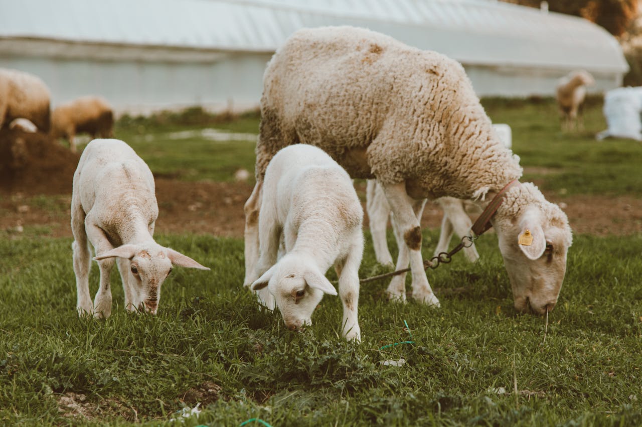 hero-img-02 A family of sheep grazing on lush green grass in a pastoral farm setting.
